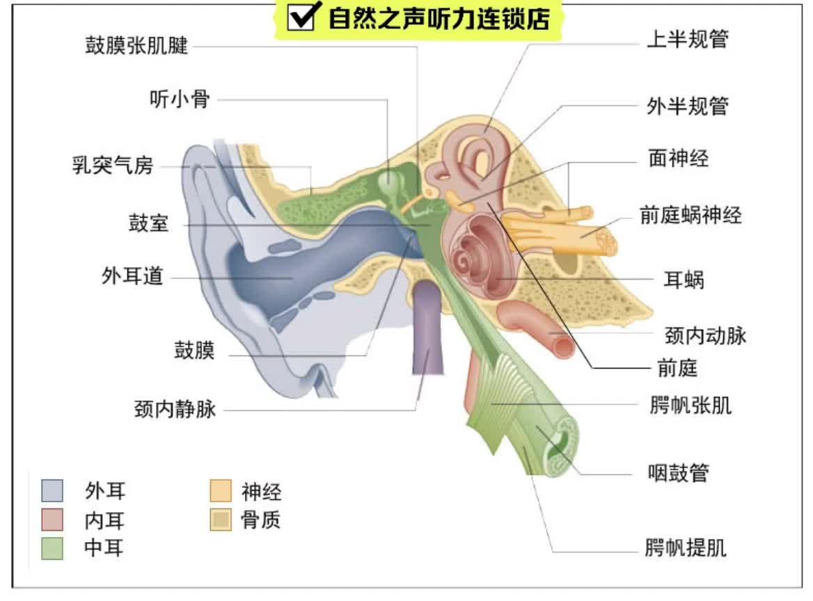 耳朵后面结构图与名称图片