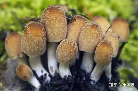 能抑制肿瘤,抗癌的蘑菇——晶粒小鬼伞 - 知乎