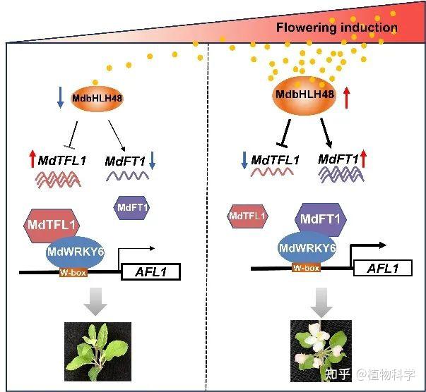 西北农林科技大学张东课题组揭示苹果成花起始调控新机制 - 知乎