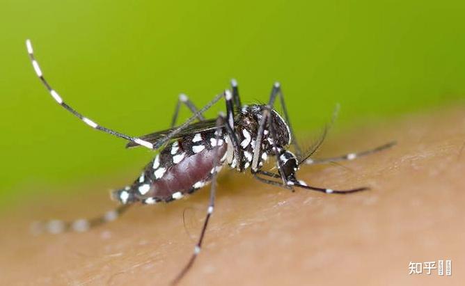 有一种班马蚊子,飞到人身上一点感觉都没有这是什么蚊子?