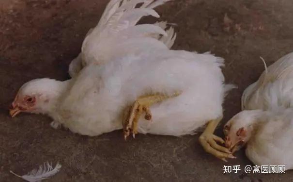 禽医顾顾讲夏季散养鸡得鸡痘怎么办鸡痘如何预防 - 知乎