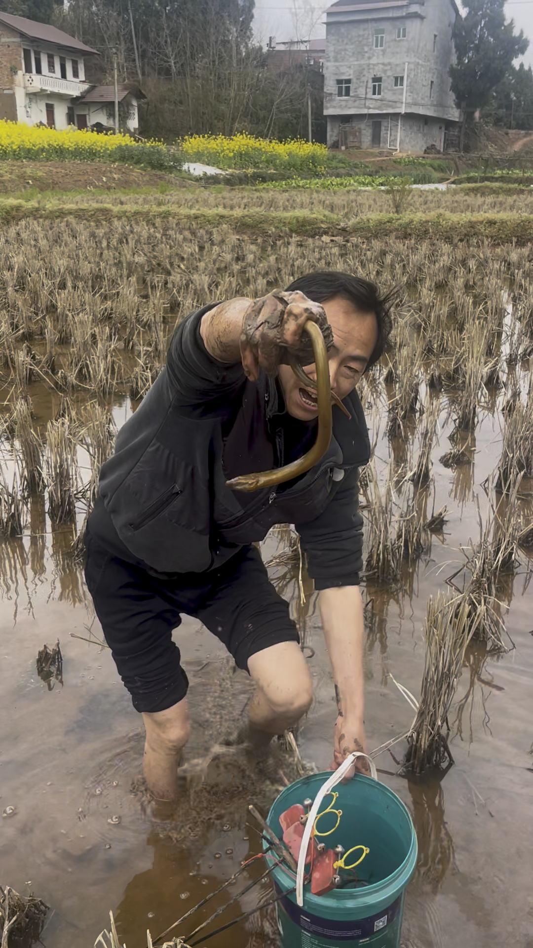 远距离拍摄淤泥稻田单手捉鳝鱼