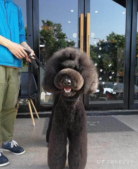 养一只“巨型贵宾犬”有多好?只有养过的人才懂 - 知乎