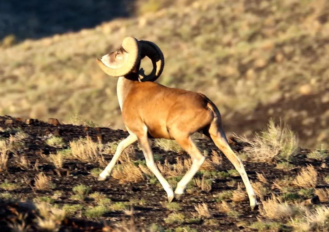 30位摄影师走遍大半个中国终于拍到了这些动物