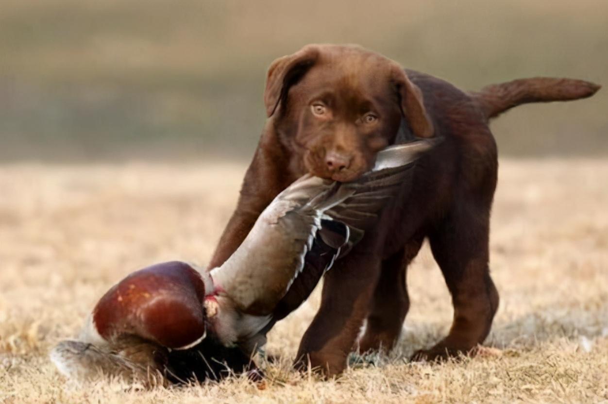 狗狗叼着小动物来你身旁,这可是它给你的礼物哦～78发出呼噜声狗狗