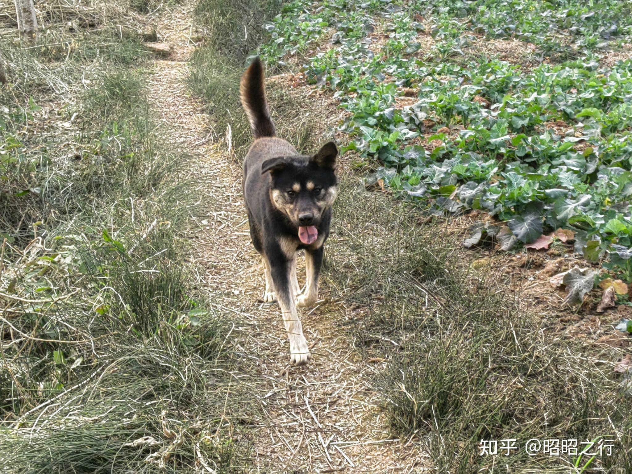 什么时候你觉得你家狗子是一只心机狗? - 知乎