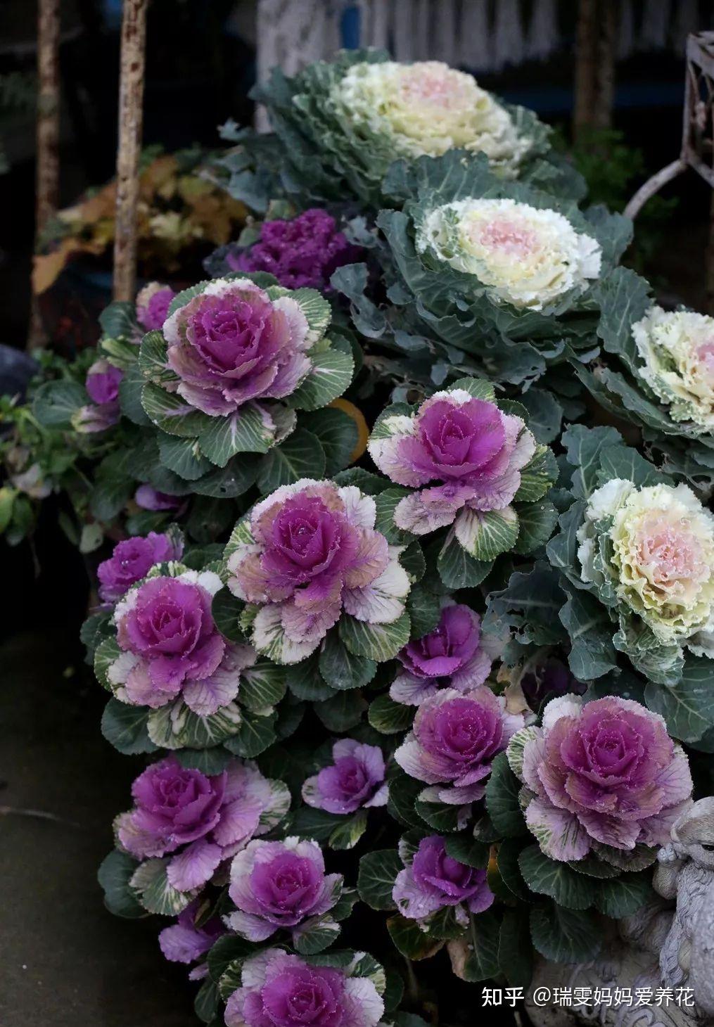 羽衣甘蓝多久开花? - 知乎