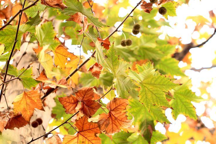 梧桐与悬铃木一场误会的浪漫