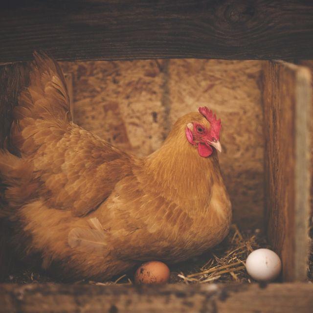 母鸡不受精就下蛋是一种很浪费能量的生存策略吗？为什么进化会保留这种性状呢？