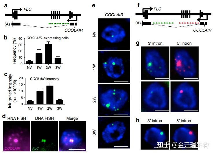 【文献解读】RNA FISH揭示植物细胞中单个RNA转录物的变化 - 知乎