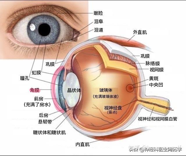 眼睛解剖及常见疾病