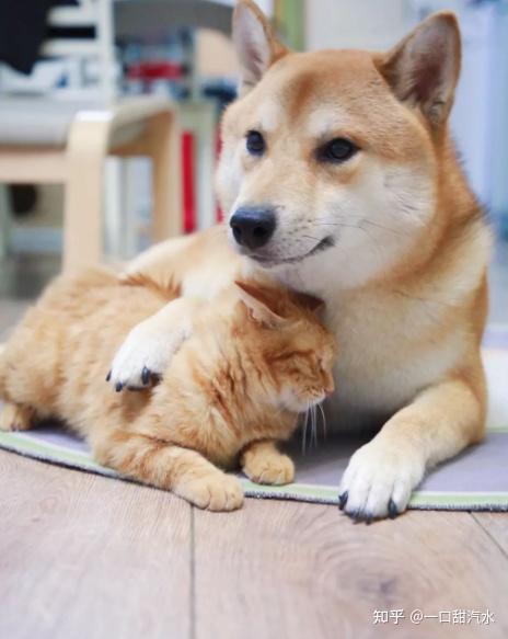 猫狗双全之家有什么烦恼? - 知乎