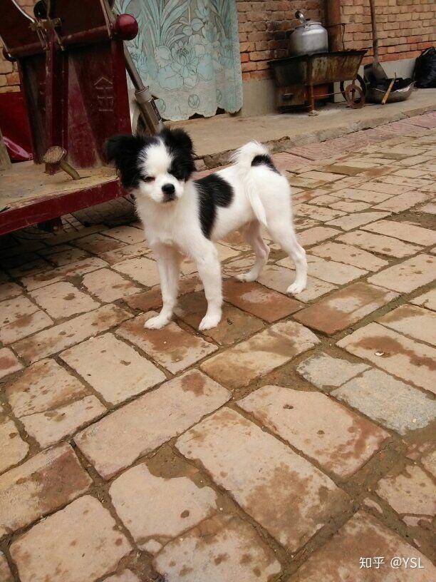 请问 泰迪跟边牧的杂交 长大之后是什么样子啊 - 知乎