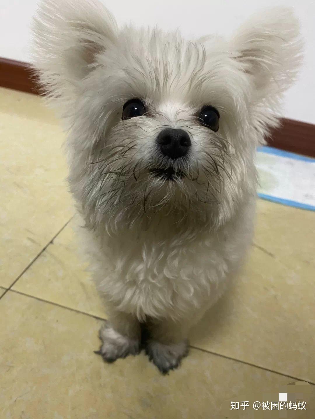 请大家看看我家宝宝是比熊跟博美串串吗?有人养过嘛?