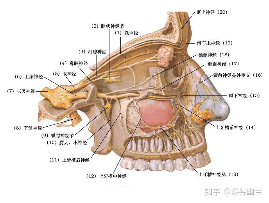 美容养生塑造健康美 第一章:面(4)三叉神经支配部位