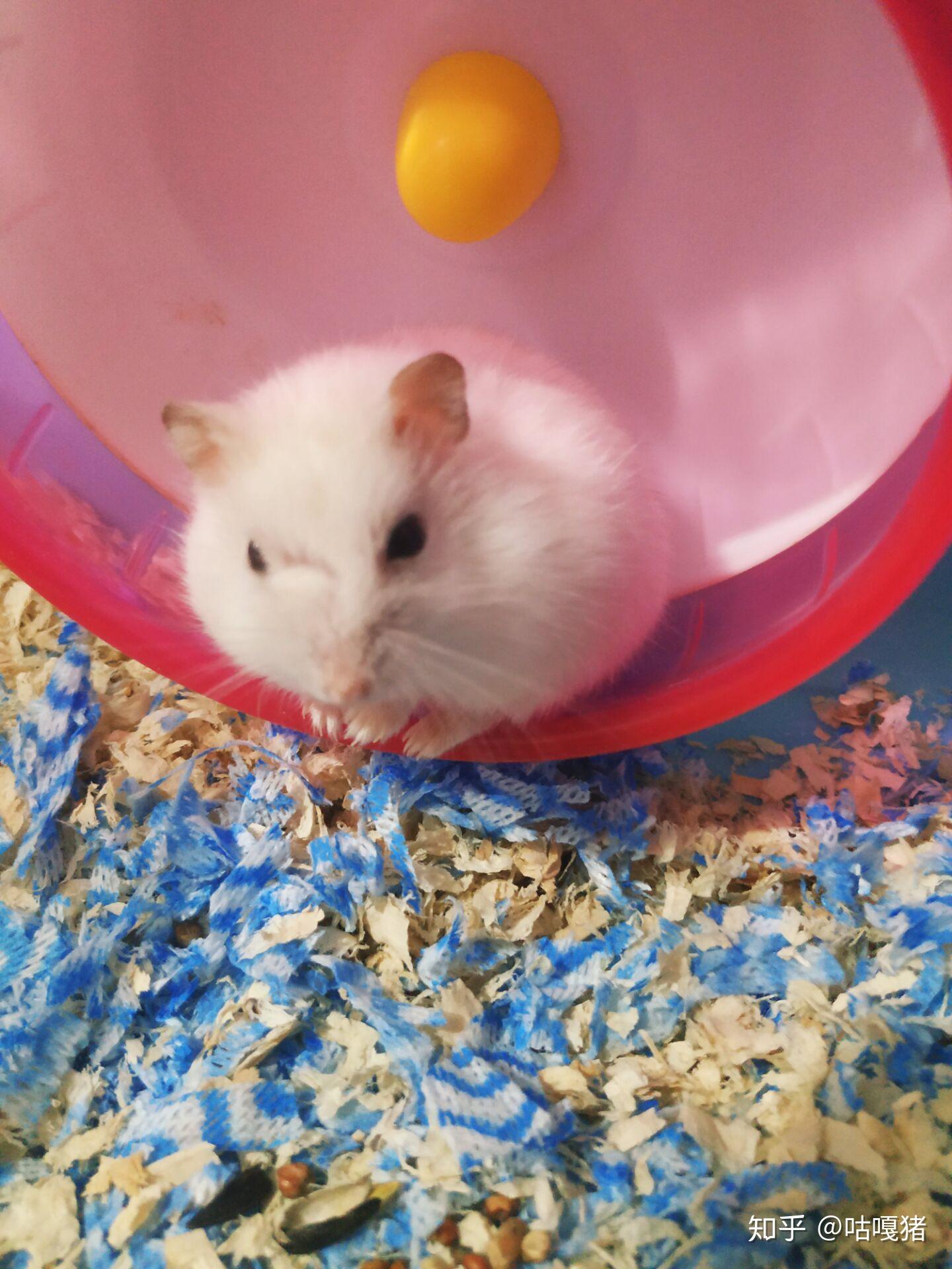 求助家里养的仓鼠眼睛旁边少了一块毛怎么回事