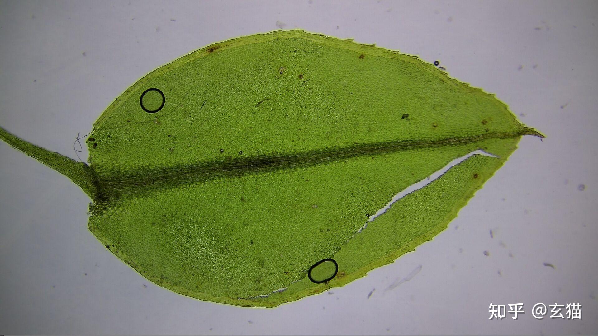 苔藓植物叶片上的深绿色一道是叶脉吗? - 知乎