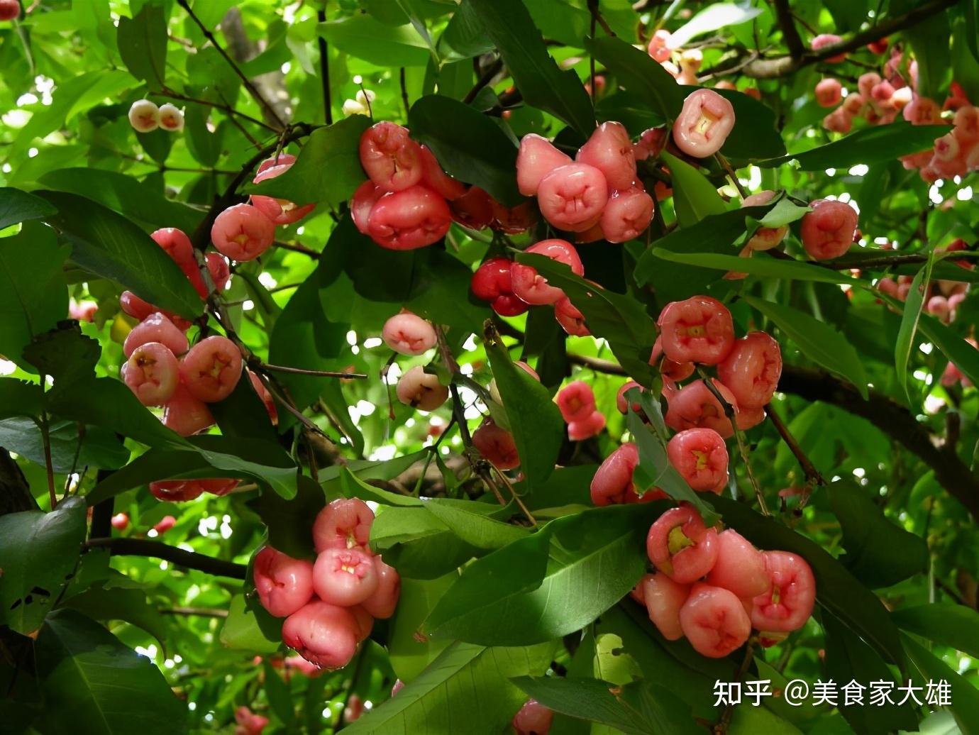 颜值高,但不容易好吃的水果:莲雾 - 知乎