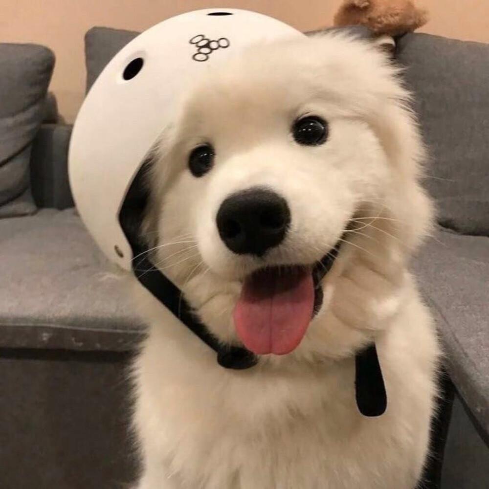 有什么好看的小动物头像? - 知乎