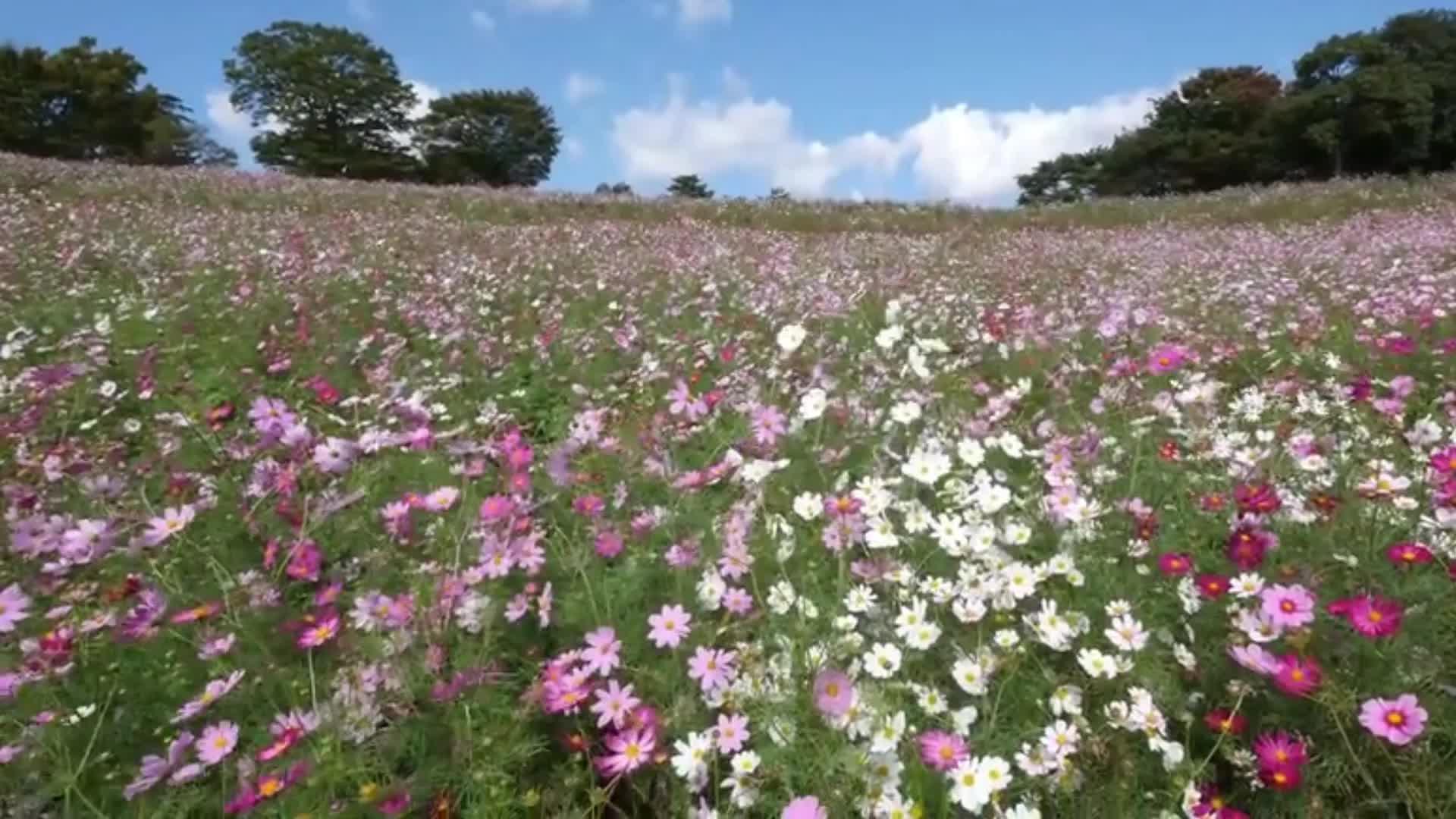 4k分辨率自然风景山水花草树木瀑布赏析9