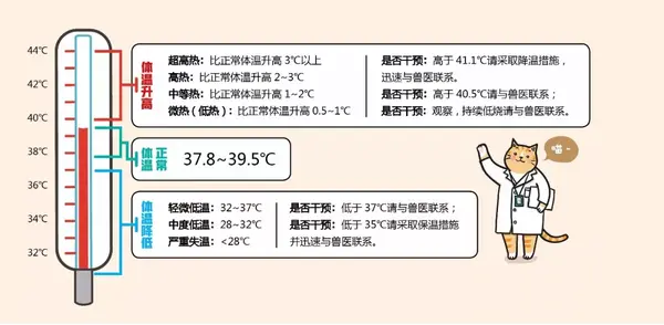 体温多少度才代表猫真 发烧了 知乎