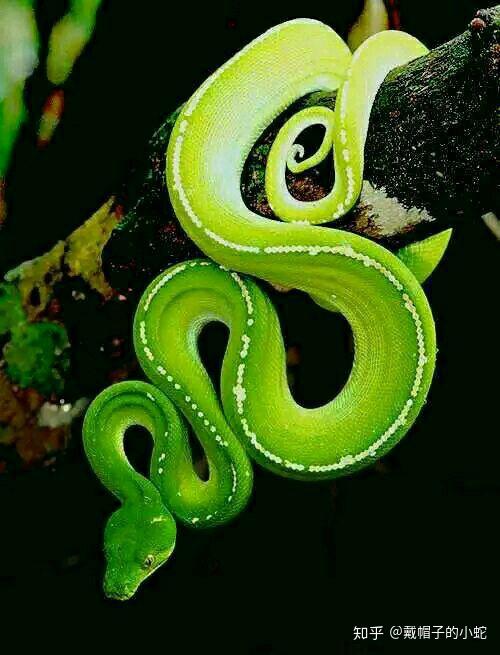 有没有哪些很漂亮的蛇的照片