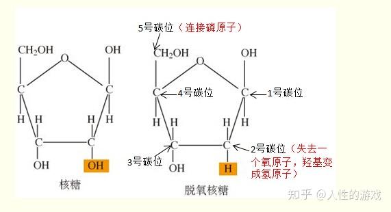 五碳糖结构图图片