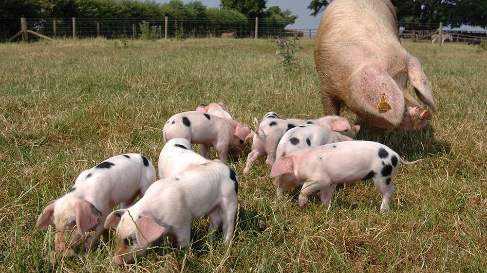 温度条件对妊娠母猪行为和能量需要量的影响 - 知乎