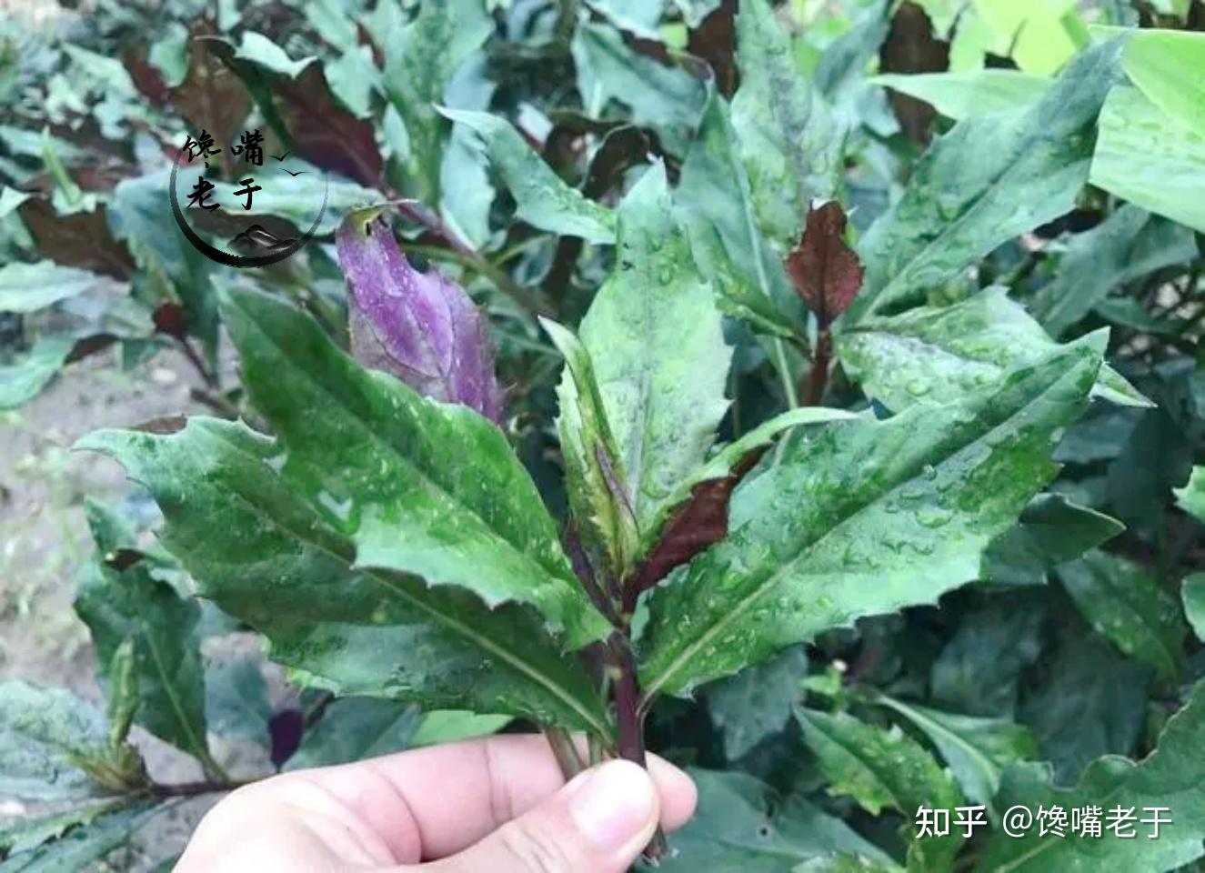 常吃野菜好处多,但这7种野菜不要吃,今天才弄明白,长知识了 - 知乎