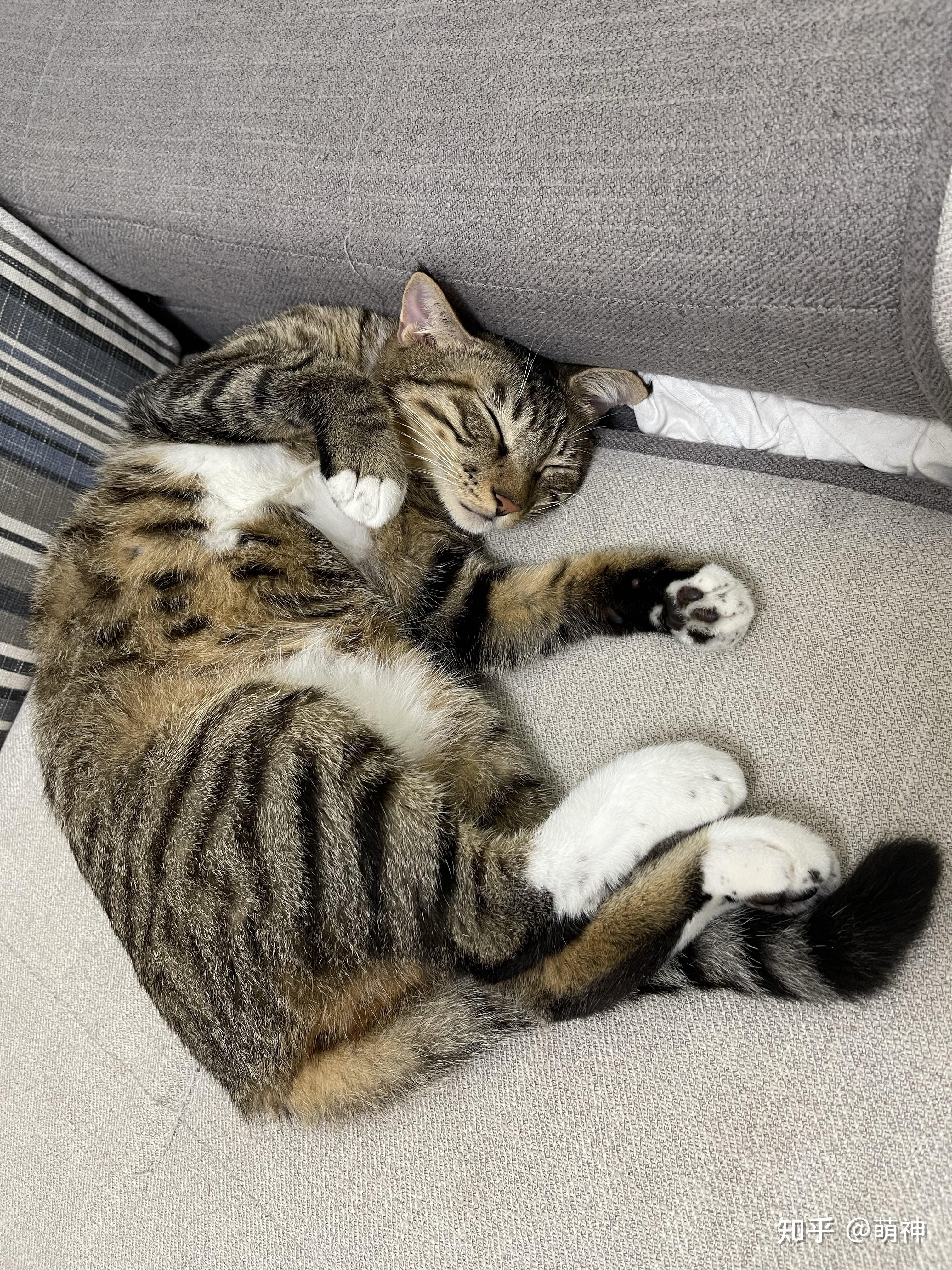 有哪些可爱的狸花猫其他猫也可以的睡觉照片