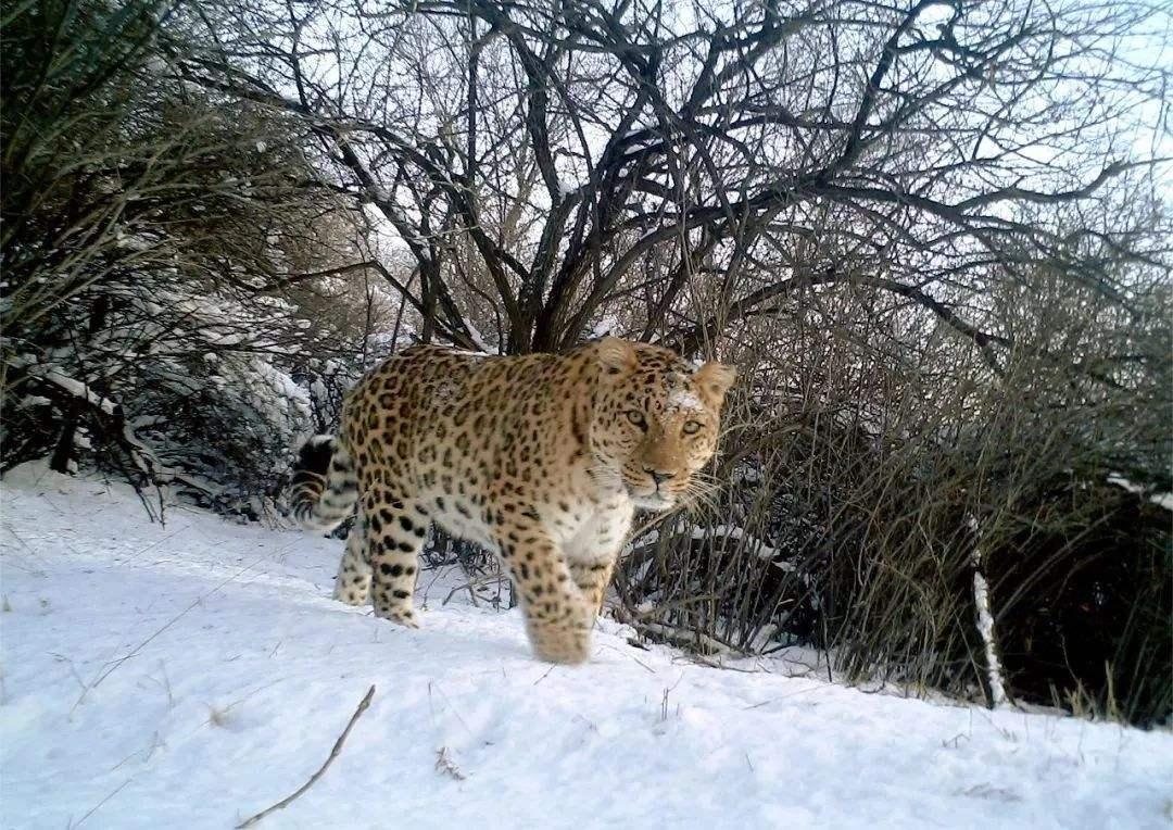 比如在三江源地区,贡嘎山等地,均生活着野生的金钱豹和雪豹