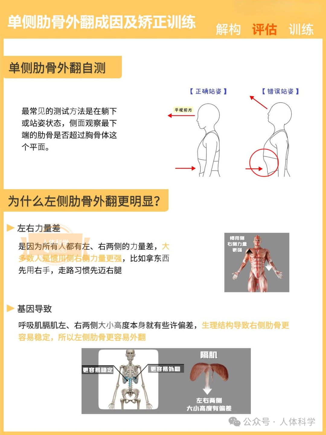 肋骨外翻 单侧肋骨外翻成因及矫正训练