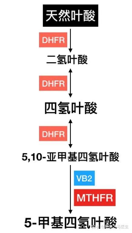 心血管疾病人群的膳食结构,生活方式与叶酸代谢非常相关