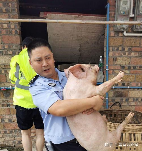 洪水猛涨猪仔死里逃生一民警抱猪照火爆朋友圈