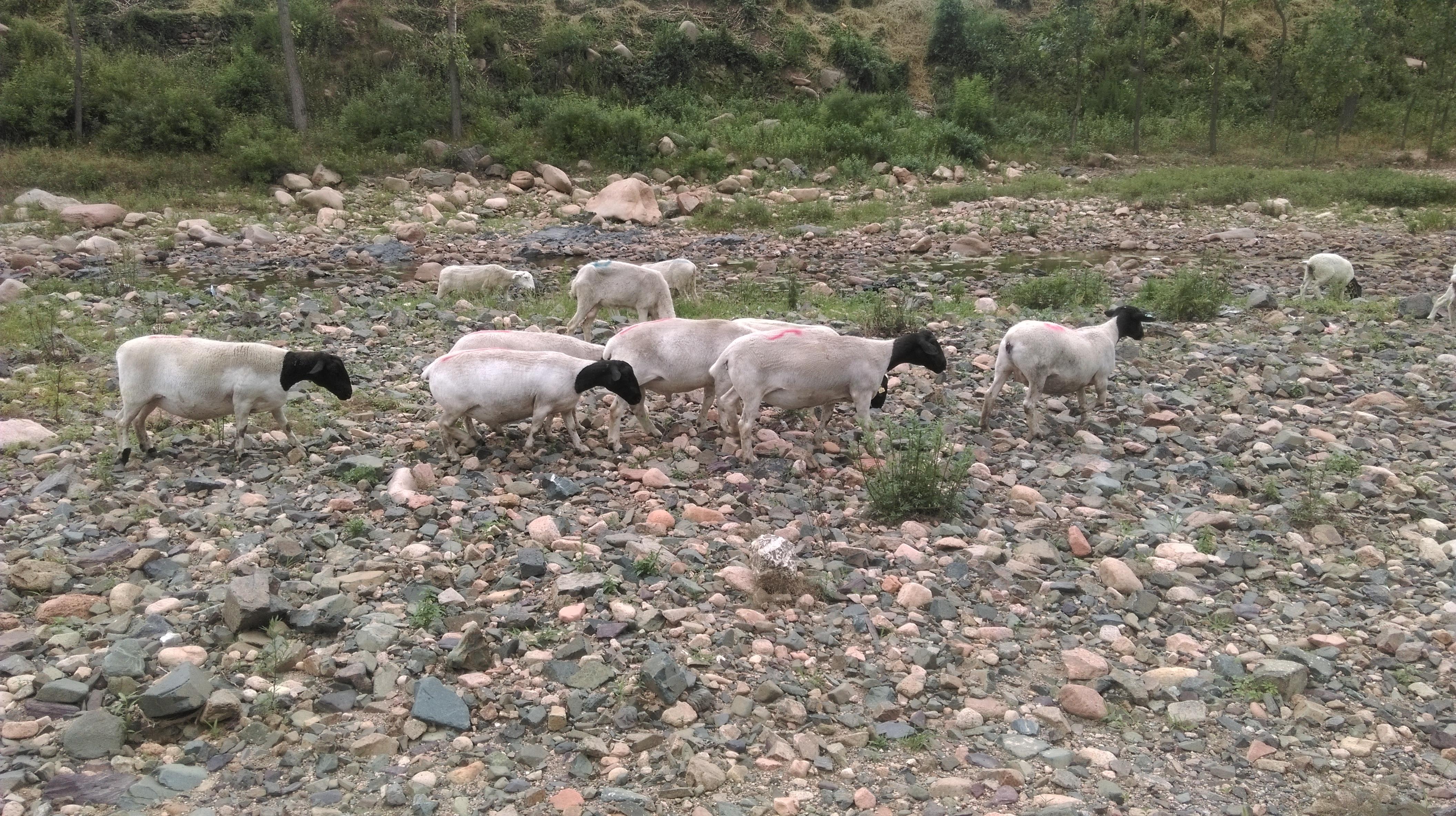 黑头杜泊羊六个月母羊 黑头萨福克羊养殖 价格低 品种好 山东济宁-食品商务网
