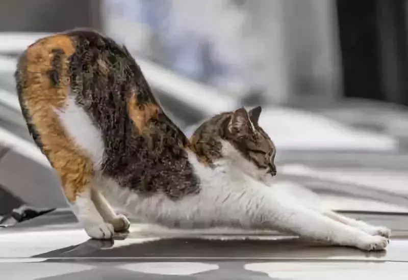 大猫伸展瑜伽体式图片