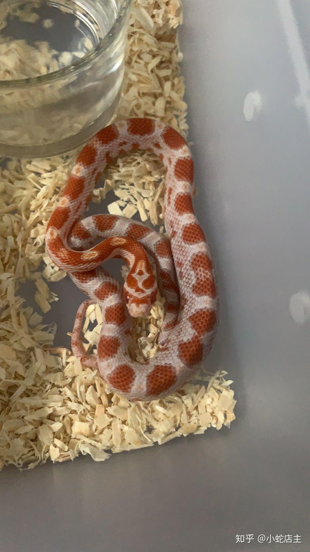 如何区别野生金花蟒与家养金花蟒