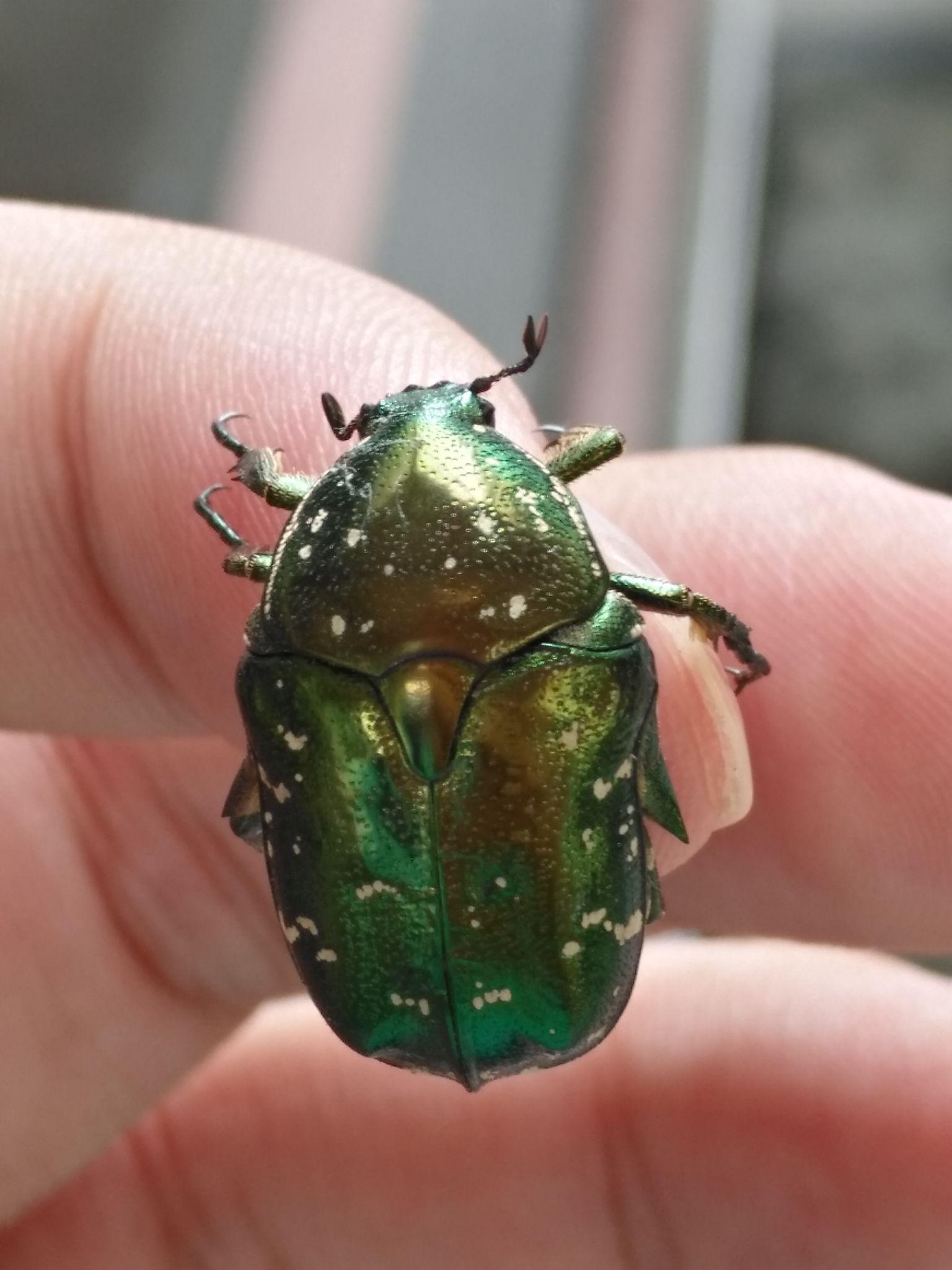 金龟科有几个亚科? - 知乎