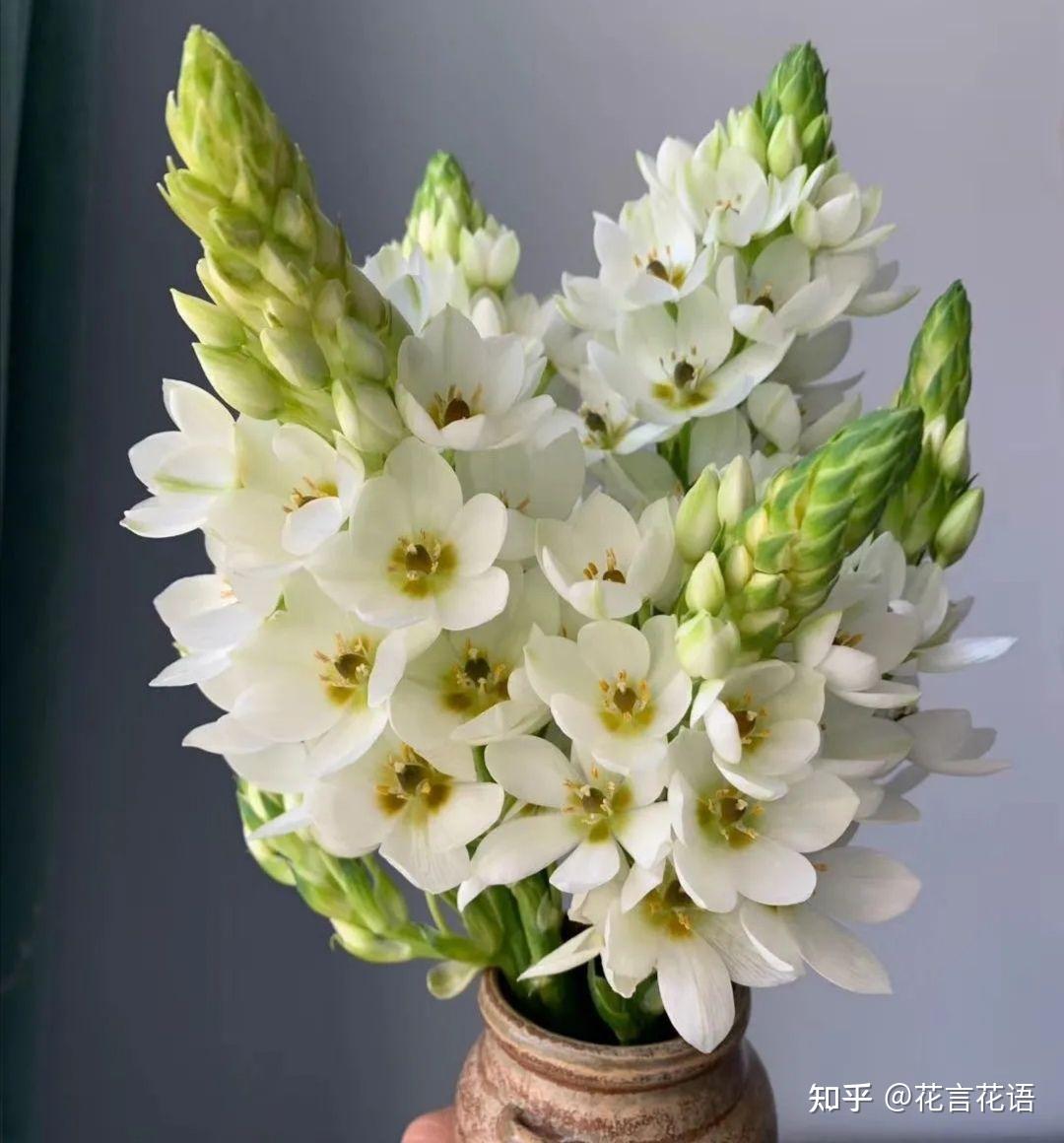 鲜切花圣星百合养护