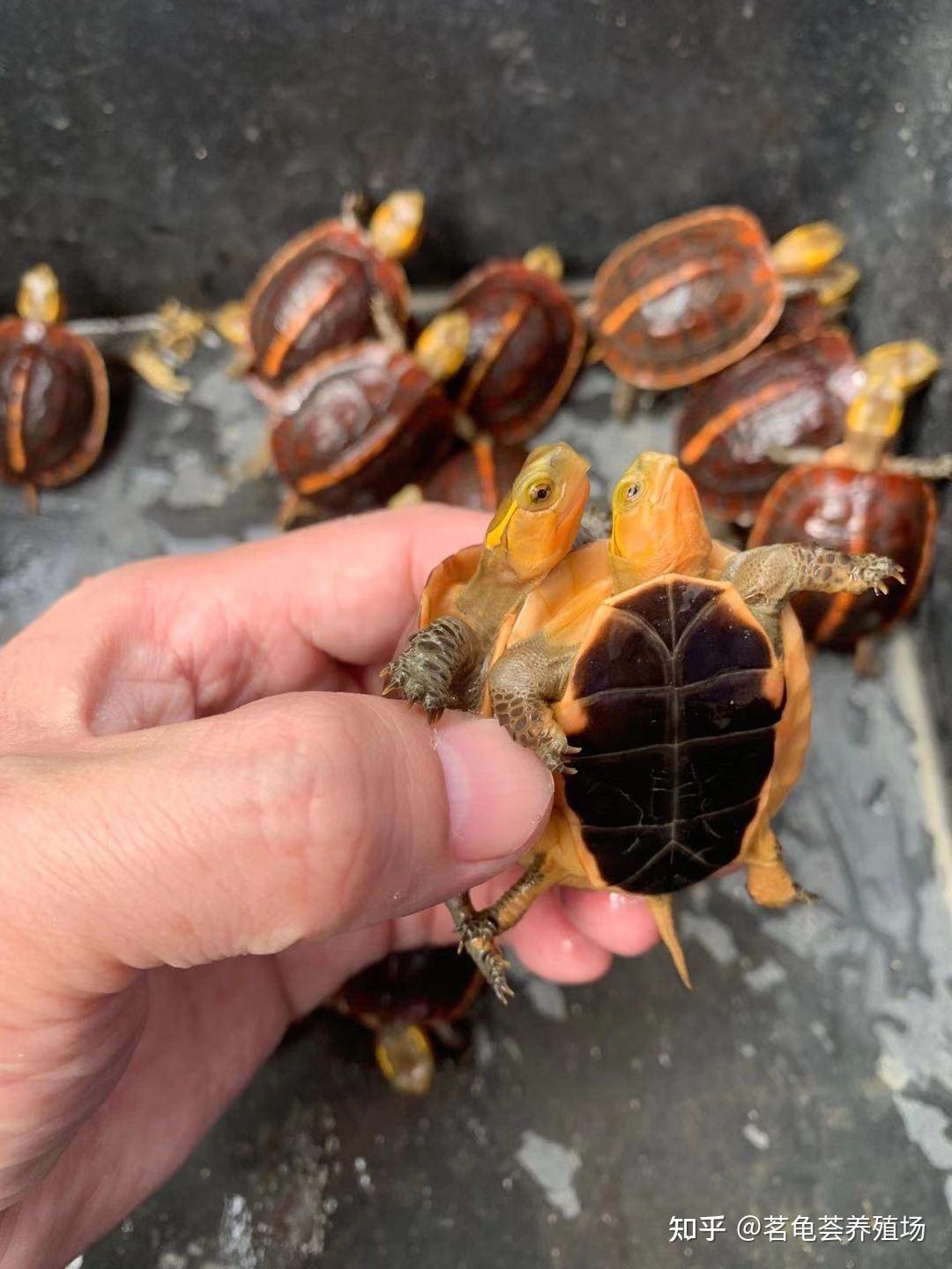 黄缘龟吃蚯蚓面包虫有没有什么副作用