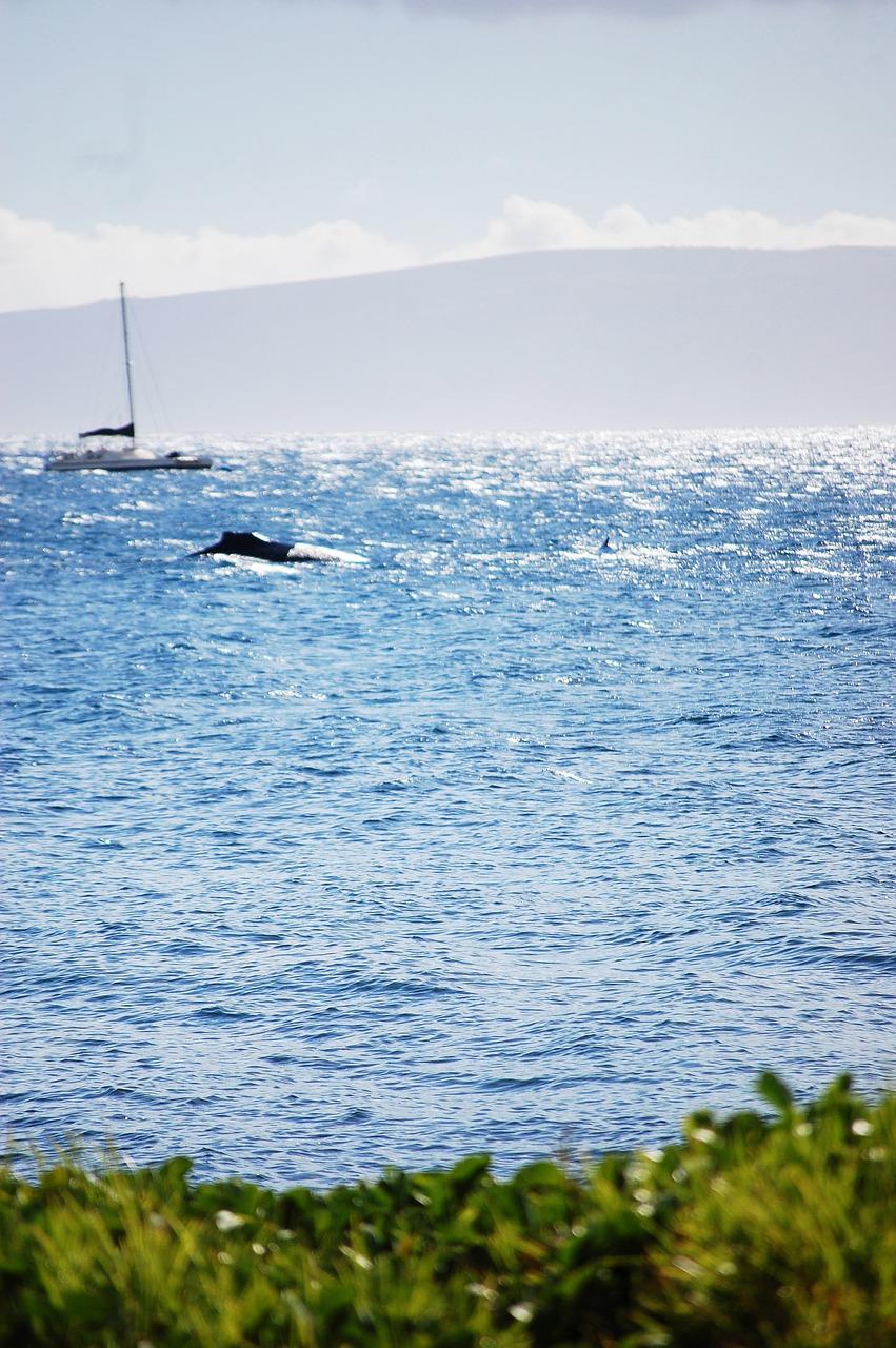 海上夏威夷在哪里
