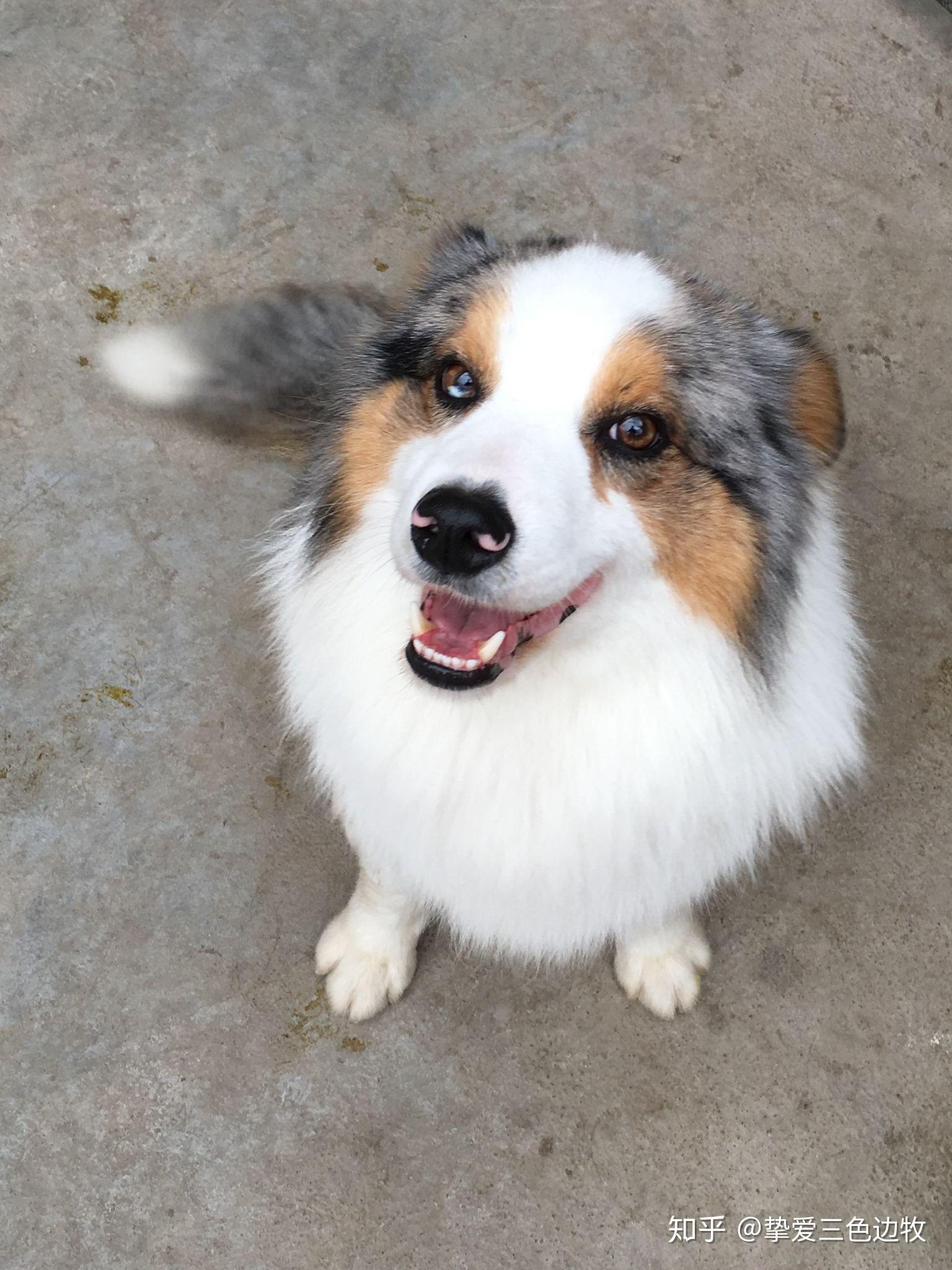 你认为陨石边牧是最帅气的狗吗