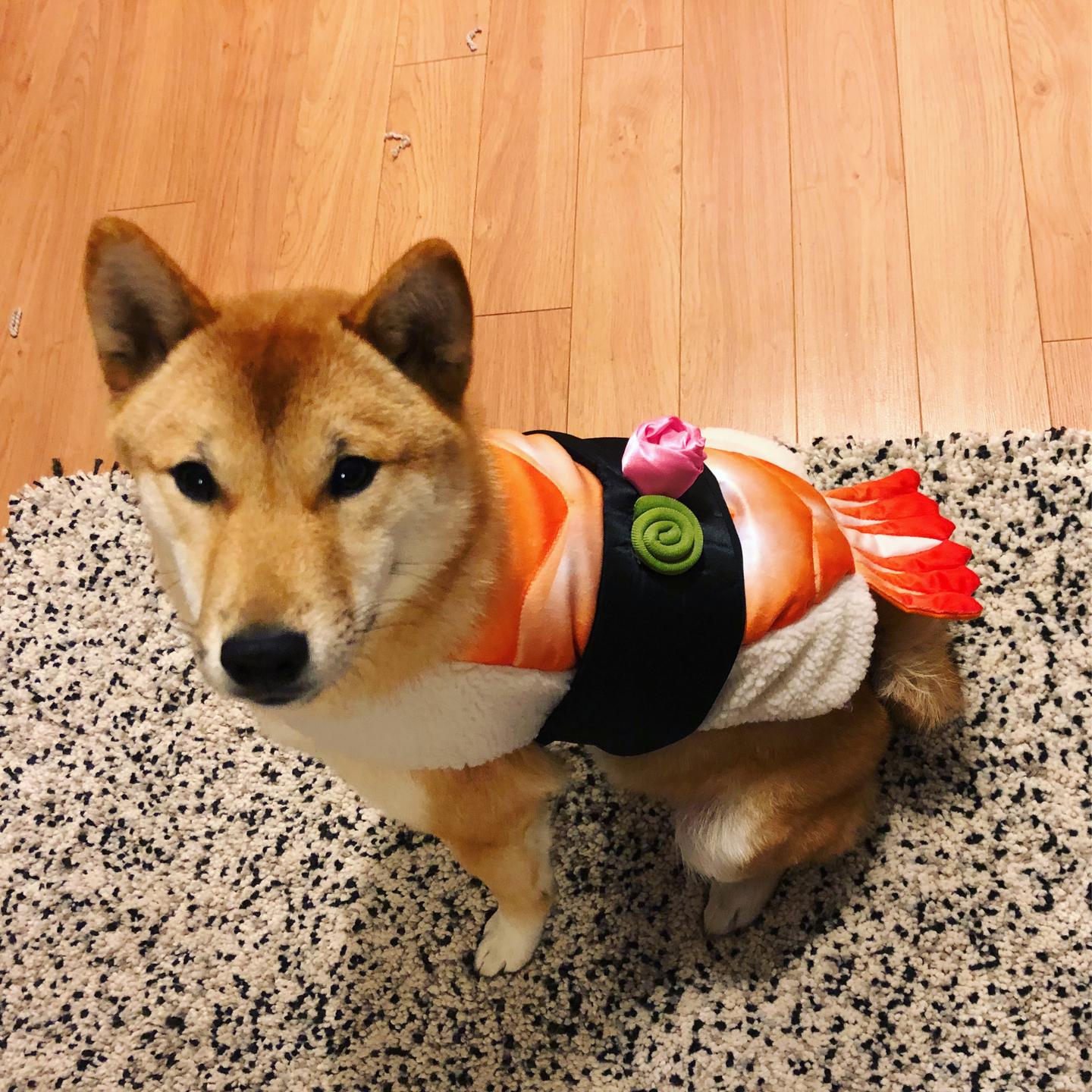 柴犬 狗 购买指南2 1 狗的品种特性介绍 柴犬的专门介绍请看2 2 知乎 柴犬 狗 购买指南2 1 狗的品种特性介绍 柴犬的专门介绍请看2 2 知乎