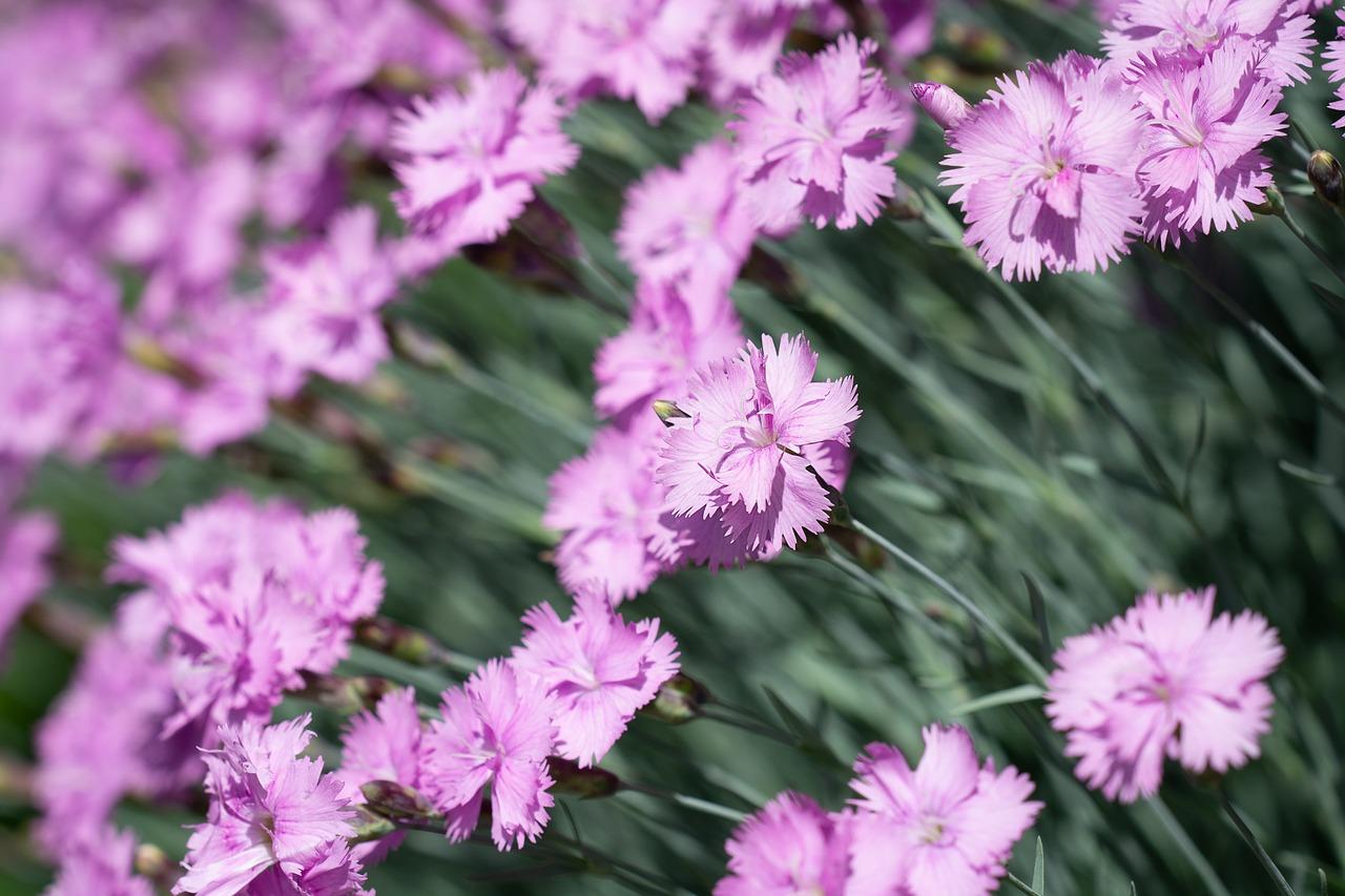 拉法基龙骨多少钱米