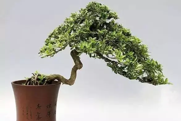 六月雪盆栽的提根窍门 知乎