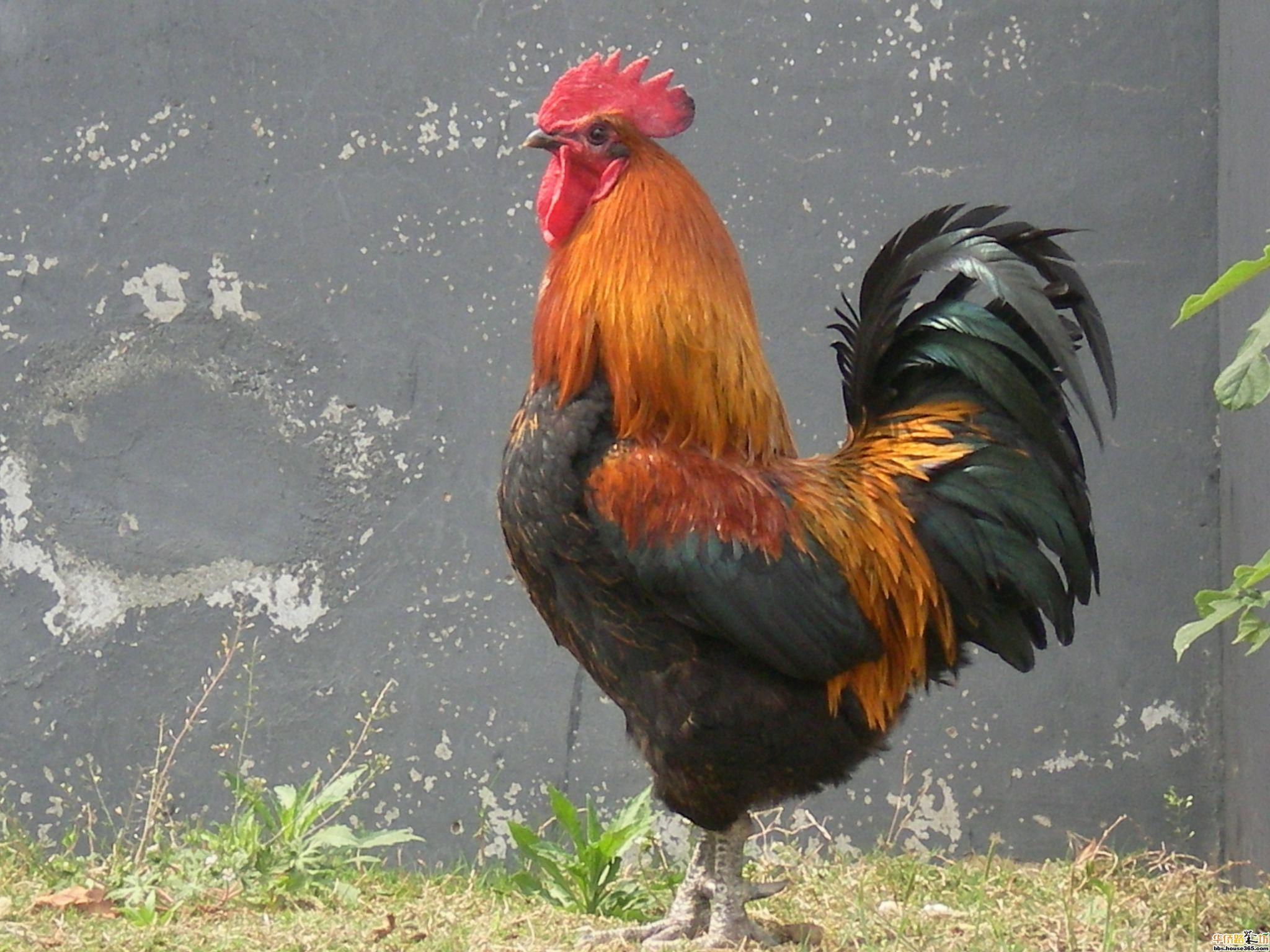 农村抓两只大公鸡,和一只全世界最大品种的蜈蚣放一起打架,能赢吗?