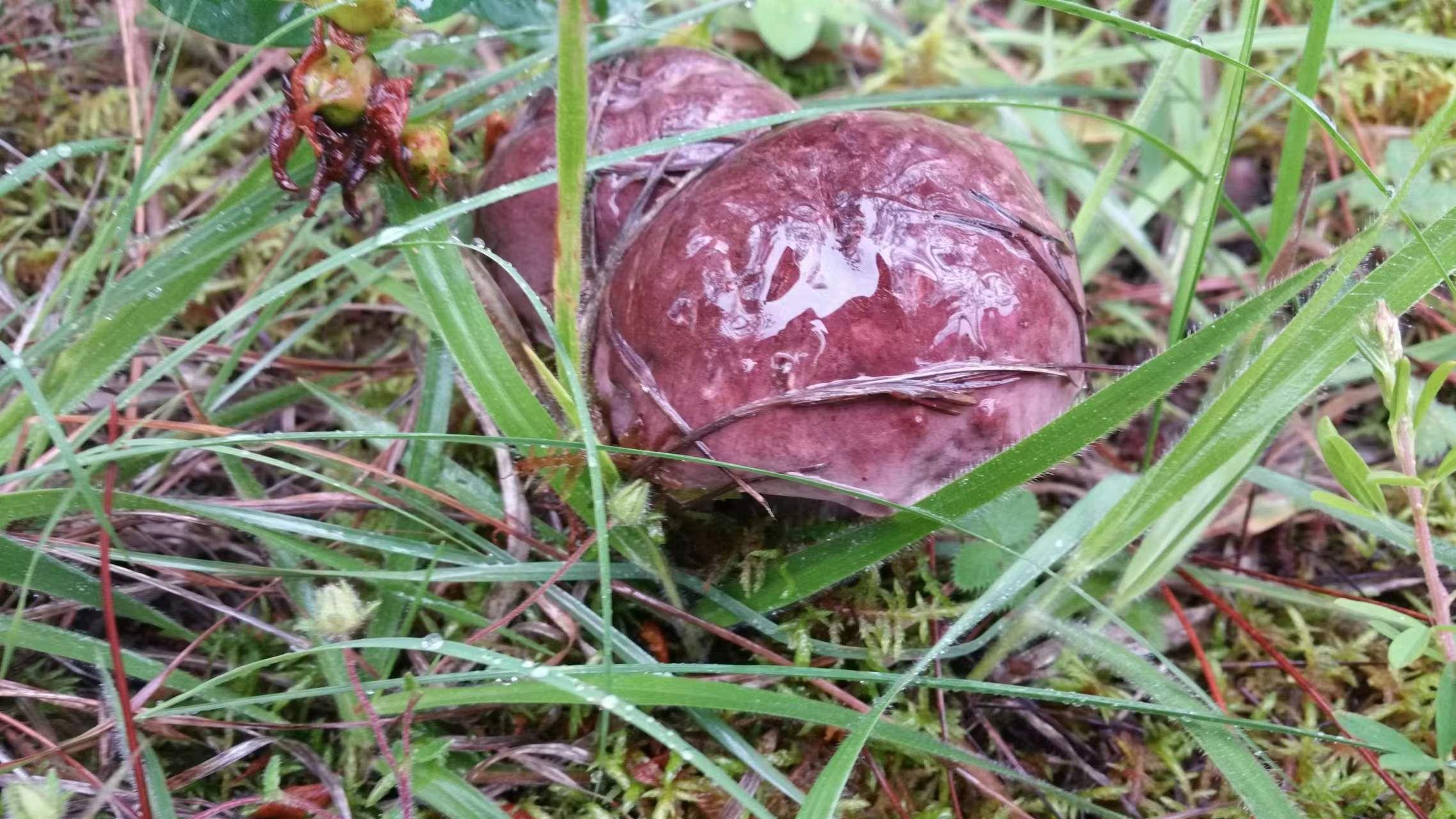 山野藏珍馐:紫盖牛肝菌 - 知乎