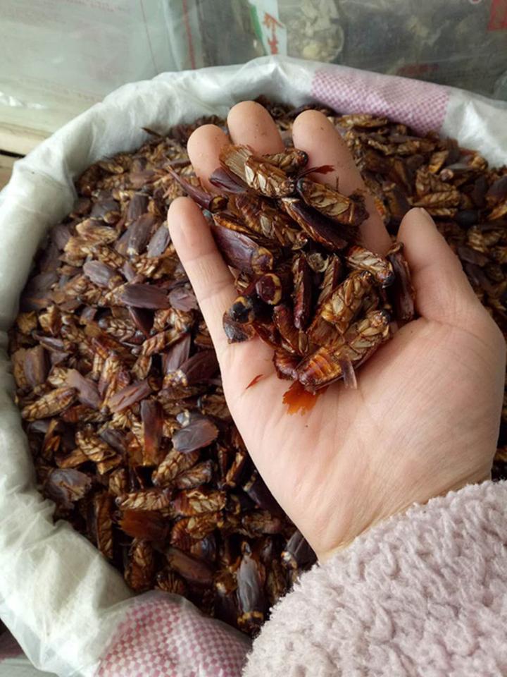 养殖美洲大蠊真的很难吗?