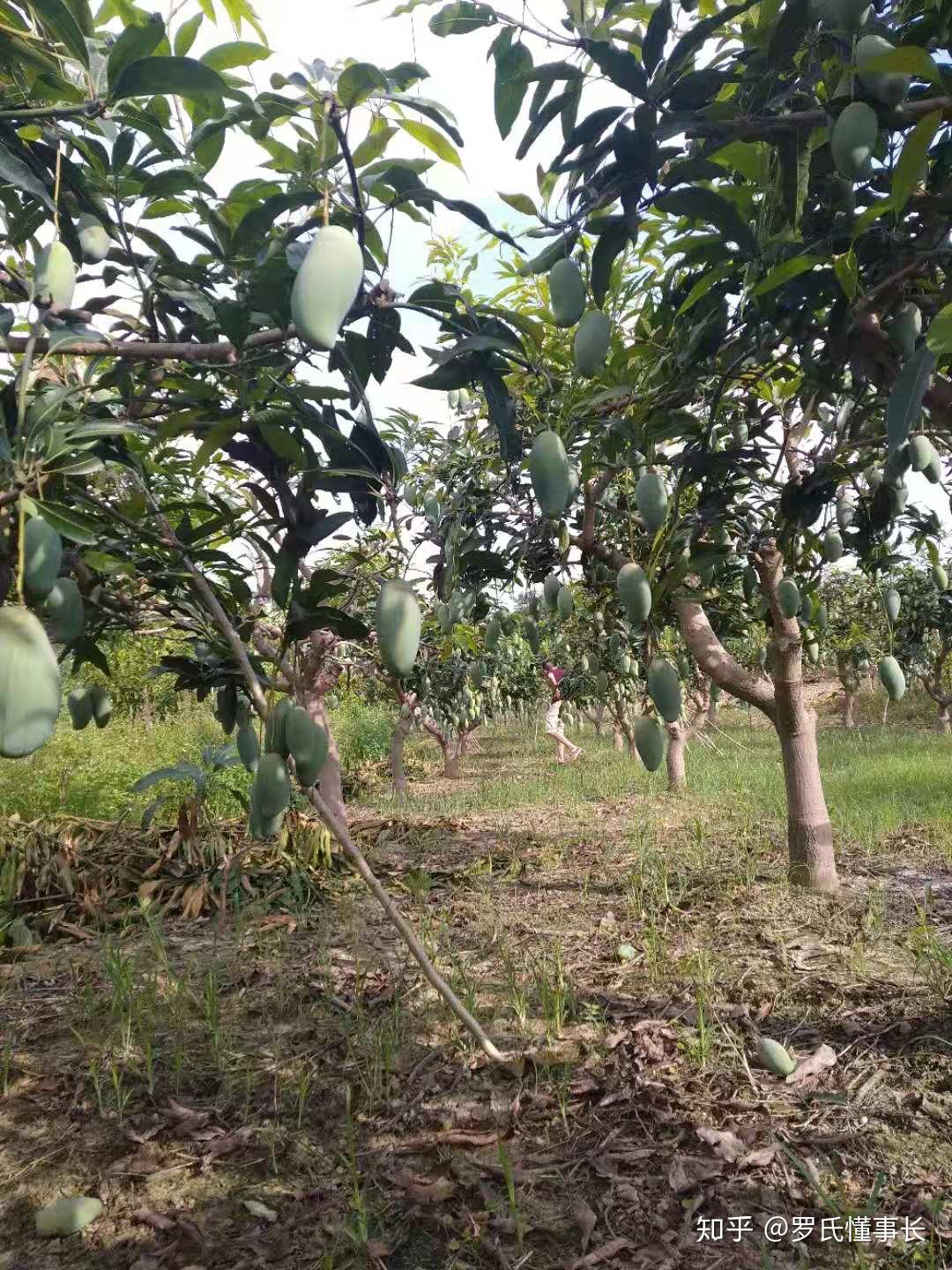 实现“芒果自由”！在田东芒果种植园体验“农场主”的快乐|手机广西网