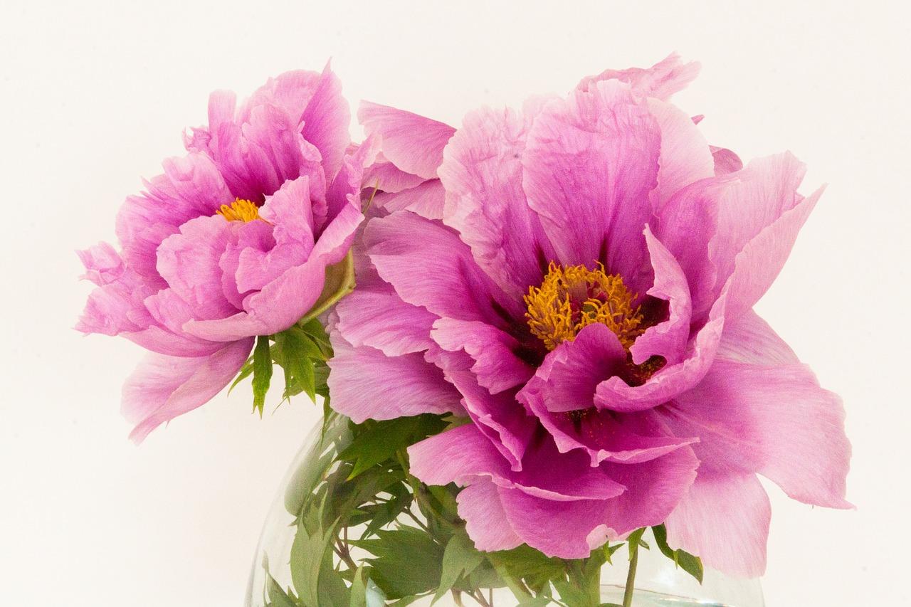 4. 牡丹小区推荐